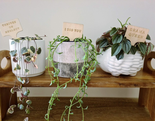 three pots with houseplants on a shelf; plant stakes in them read "thrives on neglect", "I dig you", and "drama queen"