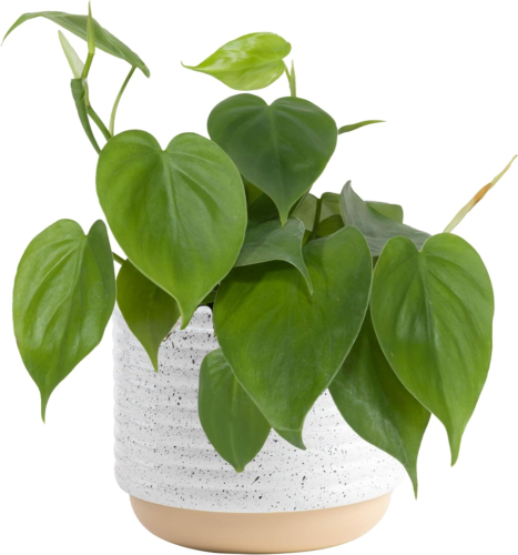 heartleaf philodendron plant in a white and cream ceramic pot