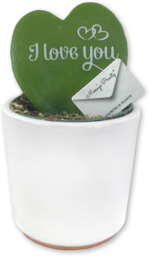 hoya kerrii plant with "I love you" inscrbed on the leaf in a white ceramic pot