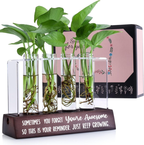 propagation station holding four plant cuttings, engraved with encouraging words