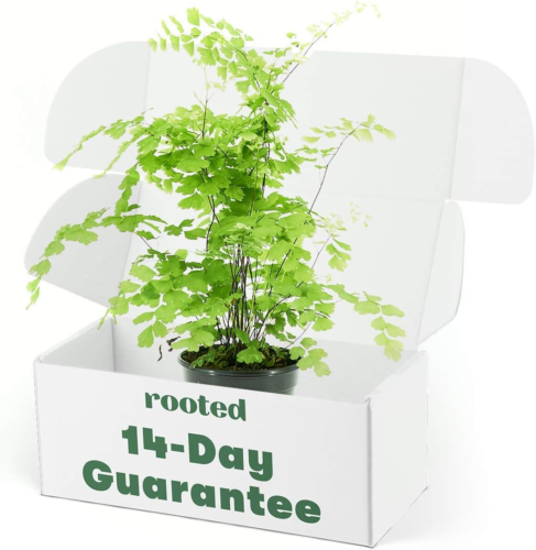a maidenhair fern in a "rooted" box that says "14-day guarantee"