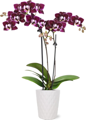 a dark magenta flowering orchid in a white pot