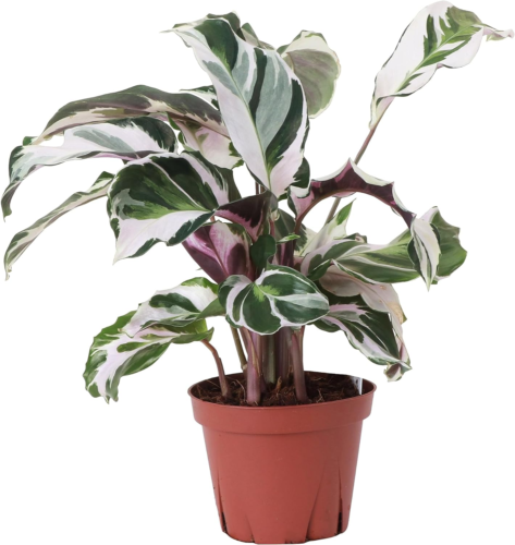 a variegated calathea plant in a nursery pot