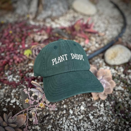 a baseball cap that reads "plant daddy" on a bed of succulents and soil