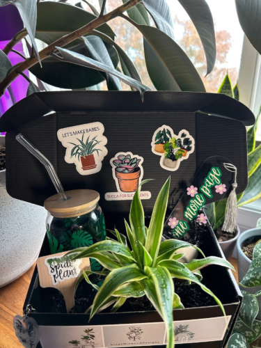 a box with a dracaena, monstera mug, bookmark, plant stake, and plant stickers