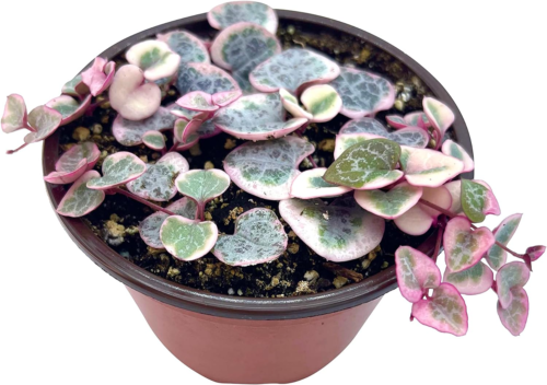 string of hearts plant in a nursery pot