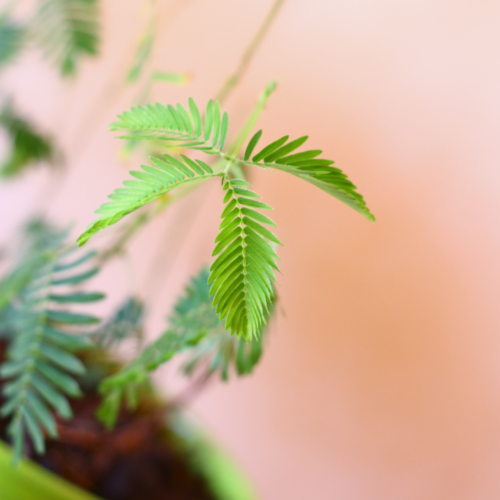 small mimosa pudica plant in a pot