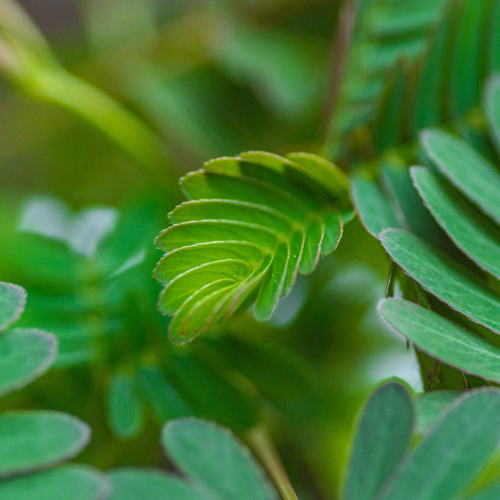 sensitive plant leaves uncurling