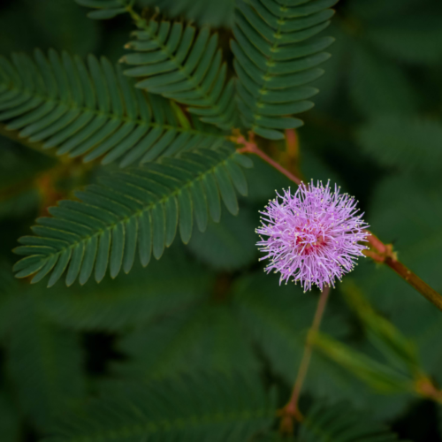 sensitive plant leaves and flower
