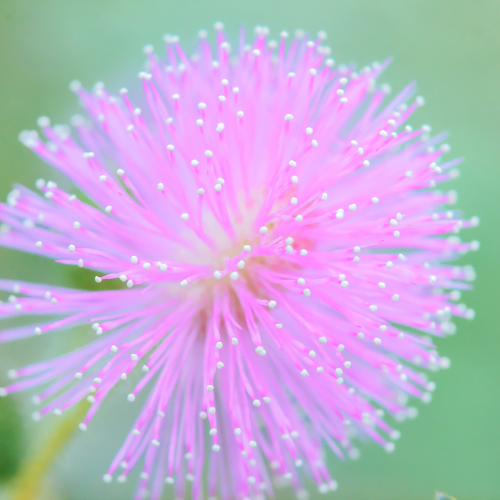pink flower of the mimosa pudica plant
