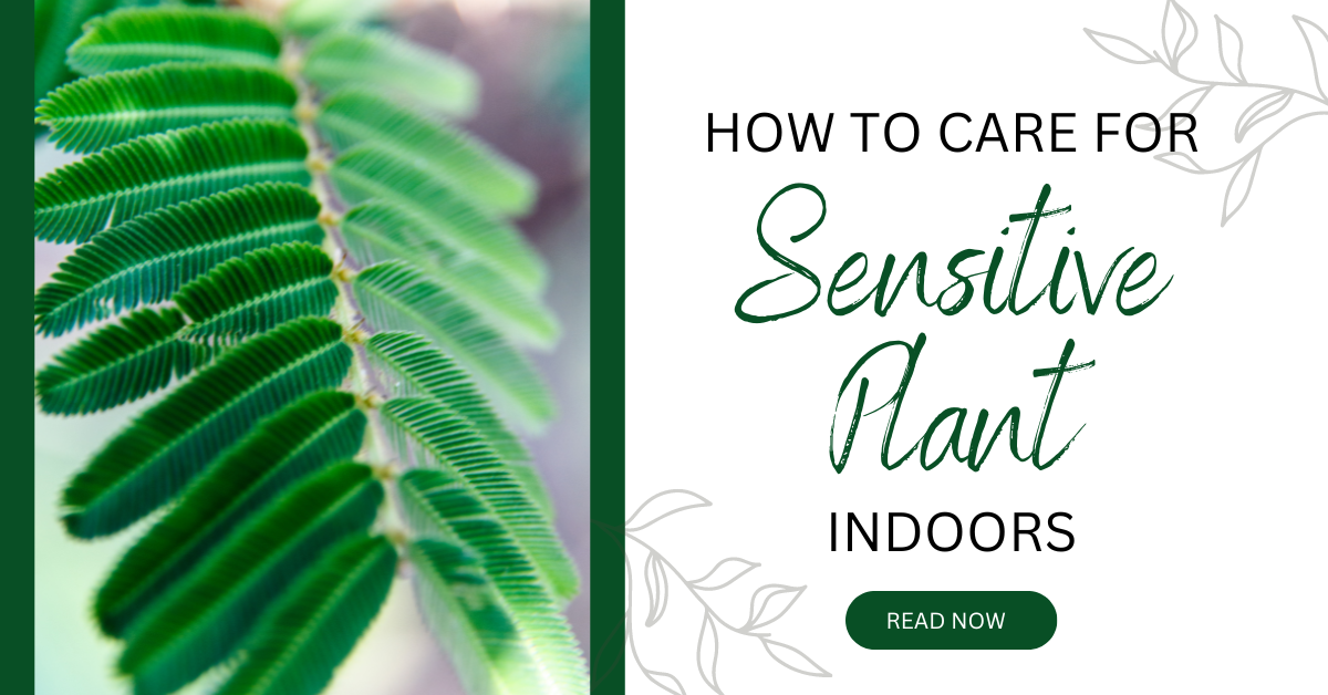 mimosa pudica plant with title How to Care for Sensitive Plant Indoors