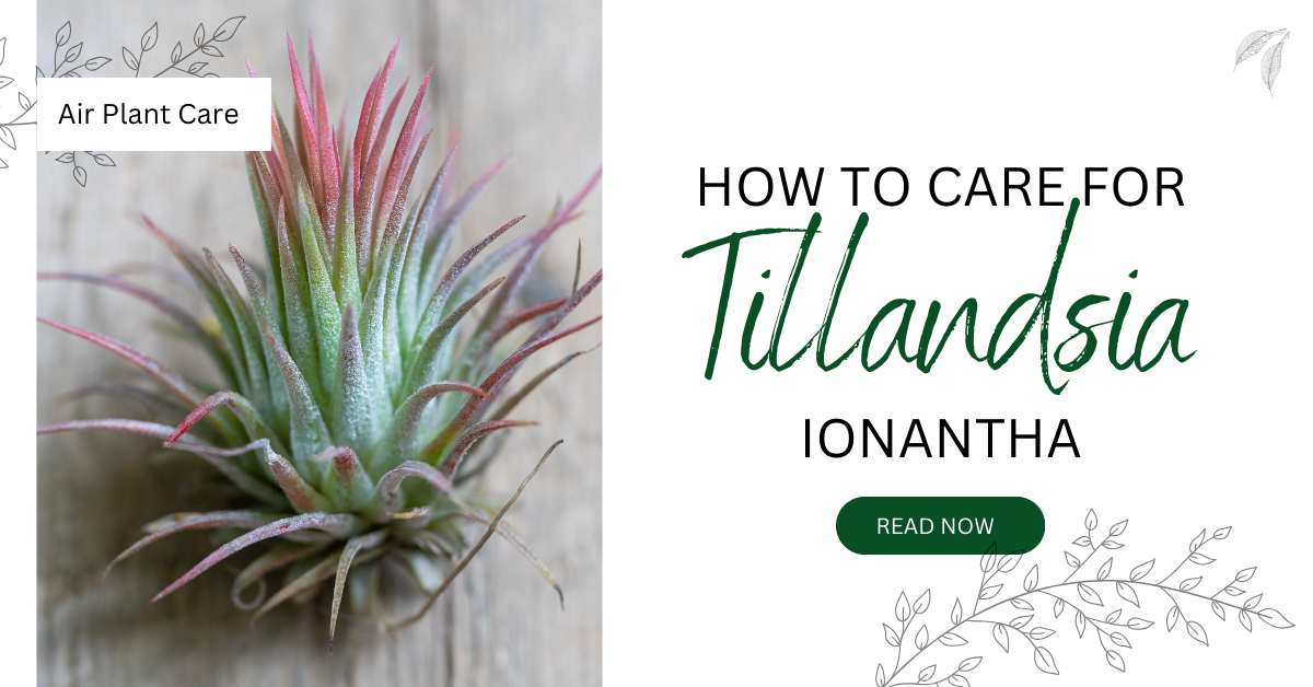 a tillandsia ionantha air plant with the words How to Care for Tillandsia ionantha