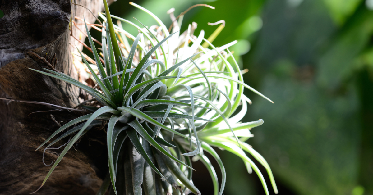 Why do Air Plants grow in the US + Tillandsia Care Guide