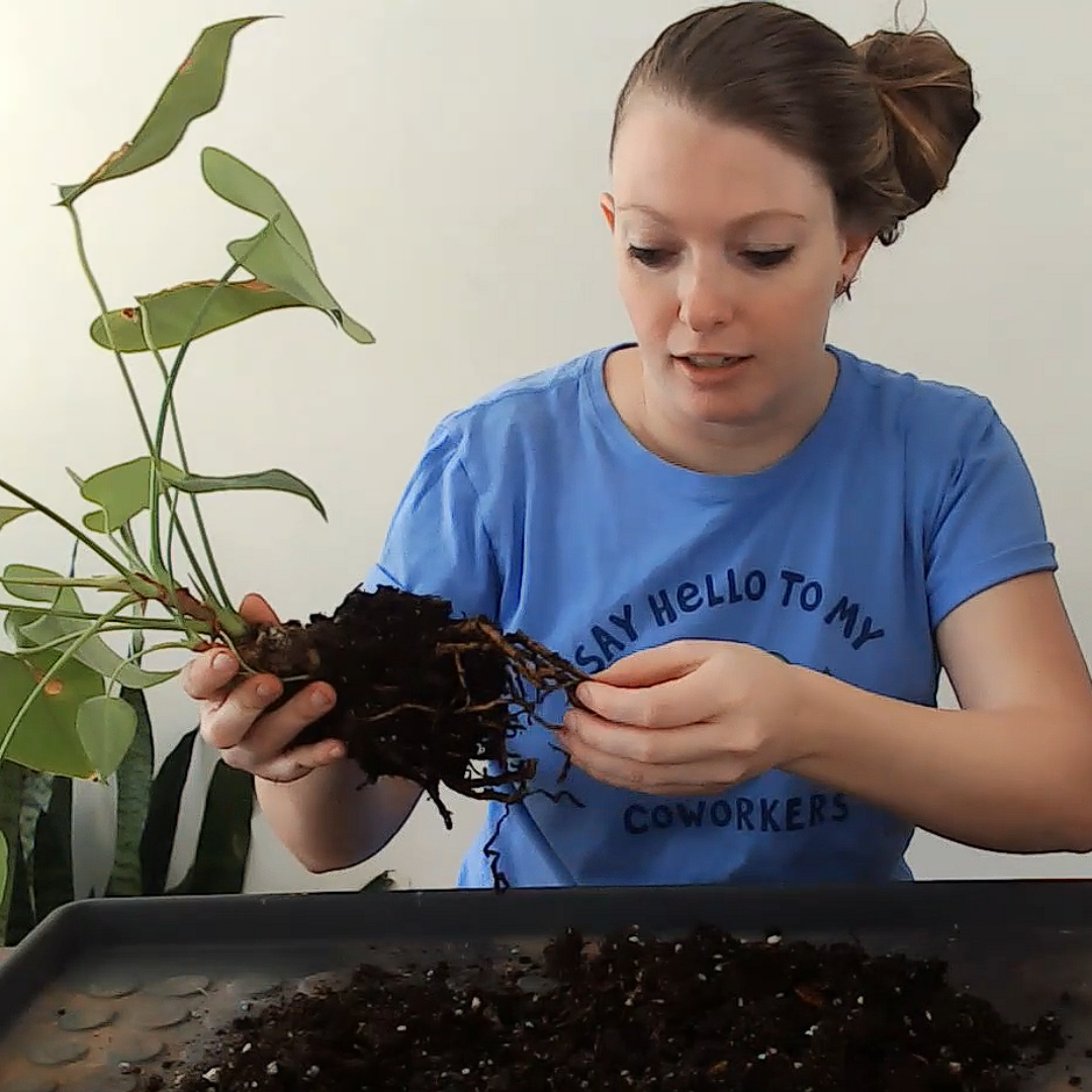 How to Repot Anthurium (Step-by-Step Guide & Care Tips!)