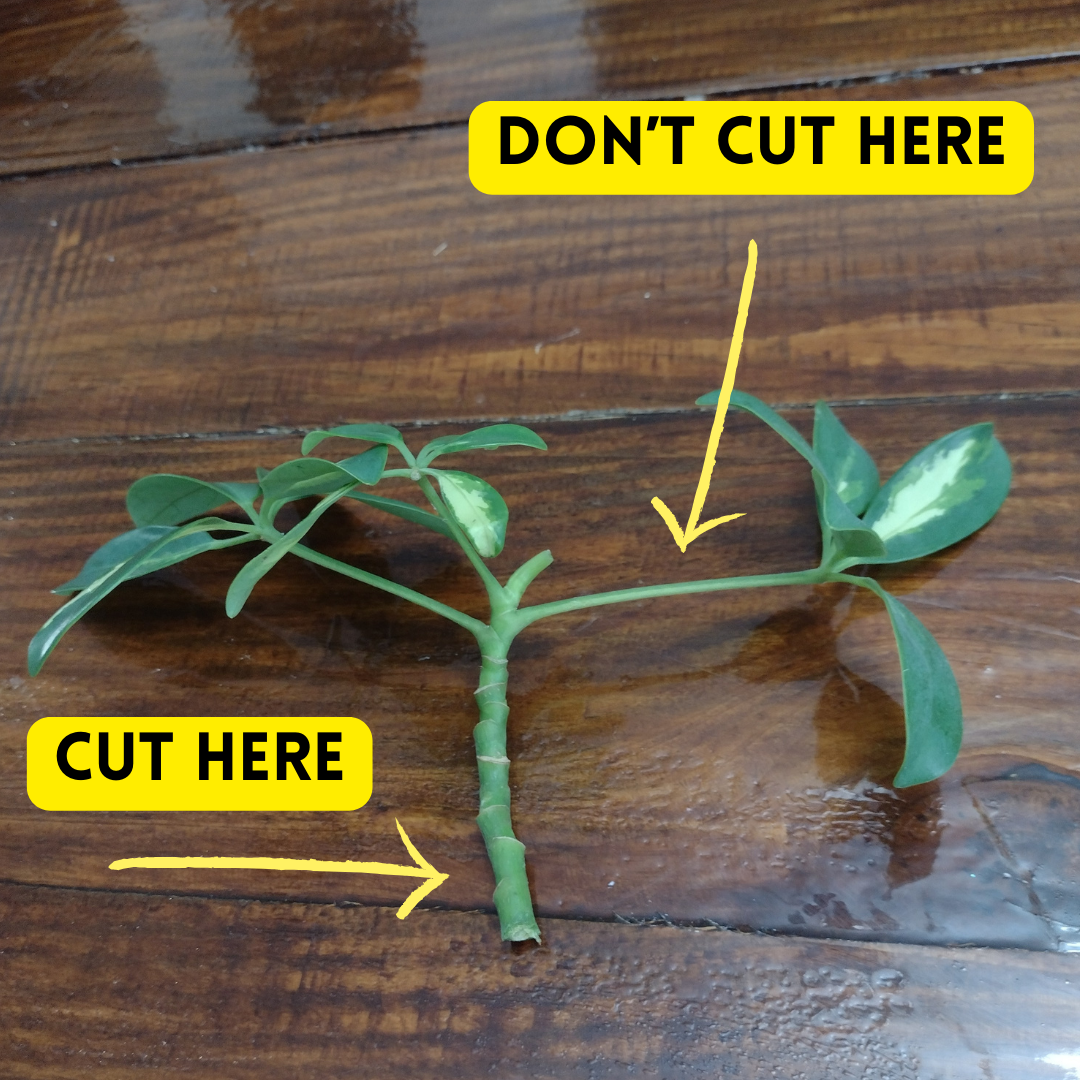 How to Easily Propagate your Umbrella Plant (So it roots!)