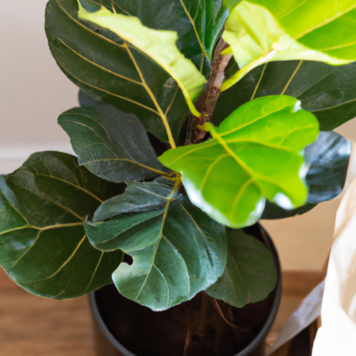 Types of Fertilizers Suitable for Fiddle Leaf Figs