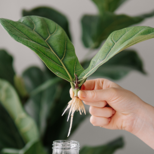How to Propagate Fiddle Leaf Figs