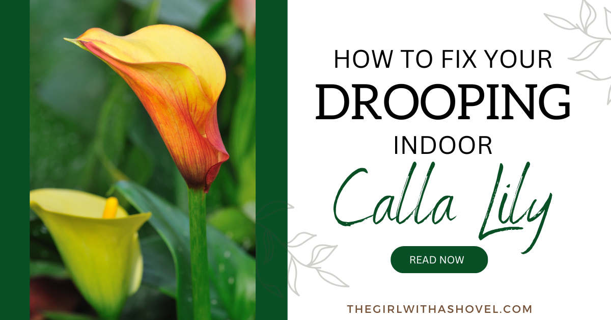 How to fix your drooping indoor calla lily