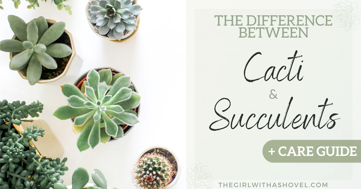 The Difference Between Cacti and Succulents (+ Care Guide!)