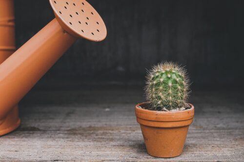 small cactus with a large watering can