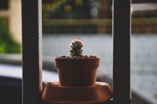 small cactus in ceramic pot in front of a window