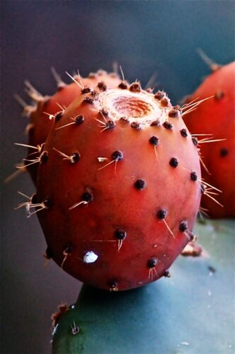 Prickly pear fruit on a large cactus pad