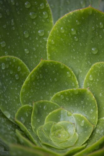 echeveria with water droplets on the leaves
