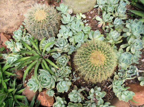 Succulents and Cacti on the ground