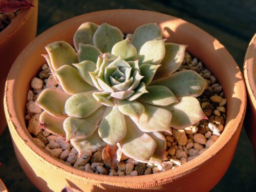 succulent in a ceramic pot with small gravel soil