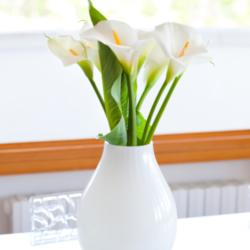 several white calla lily flowers and leaves in a white vase
