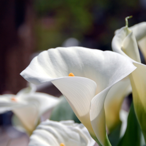 white calla lily flowers in bright sunlight