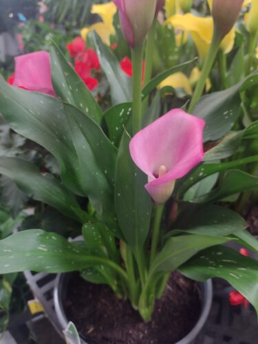 pink calla lily with spotted leaves in pot