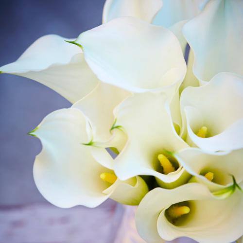 a bouquet of white calla lily flowers