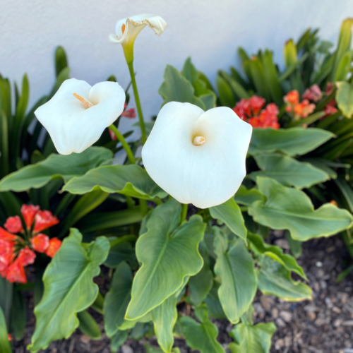 Keep Calla Lilies in controlled temperatures to keep from dropping.