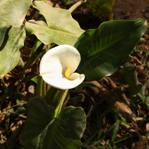 Keep calla lily out of direct sunlight to avoid scorching leaves