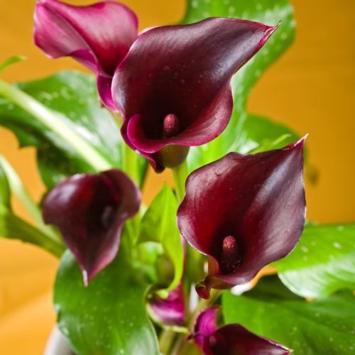 purple calla lily plants with purple flowers