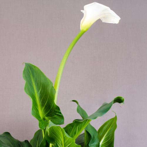A Calla Lily flower above some leaves