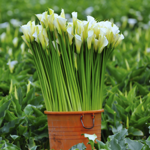 a bunch of white calla lilies in a large bucket