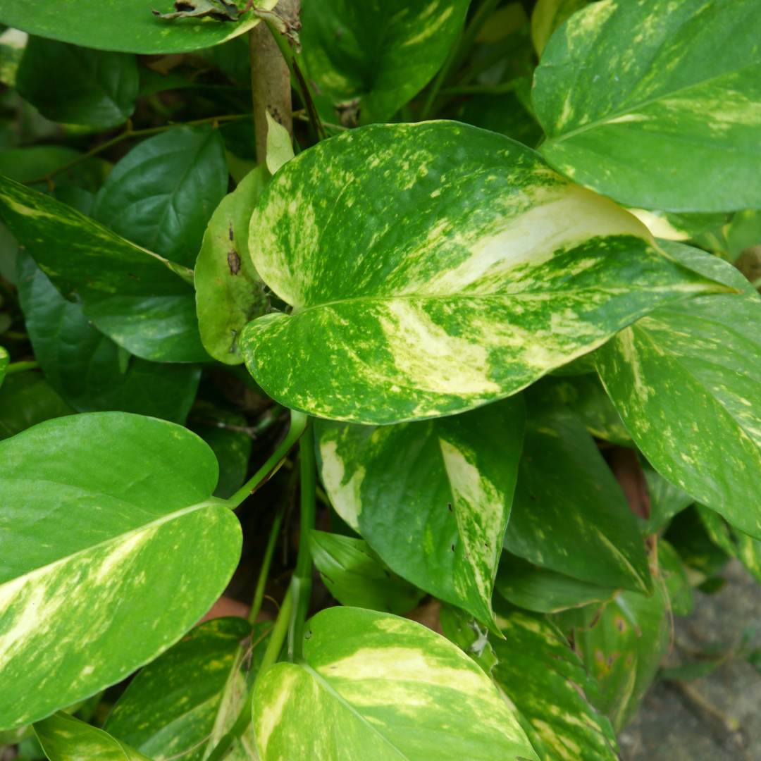 closeup of golden pothos leaves
