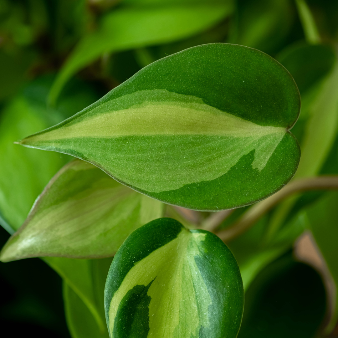 closeup of brasil philodendron leaves