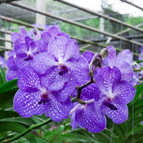 A bunch of vanda coerulea