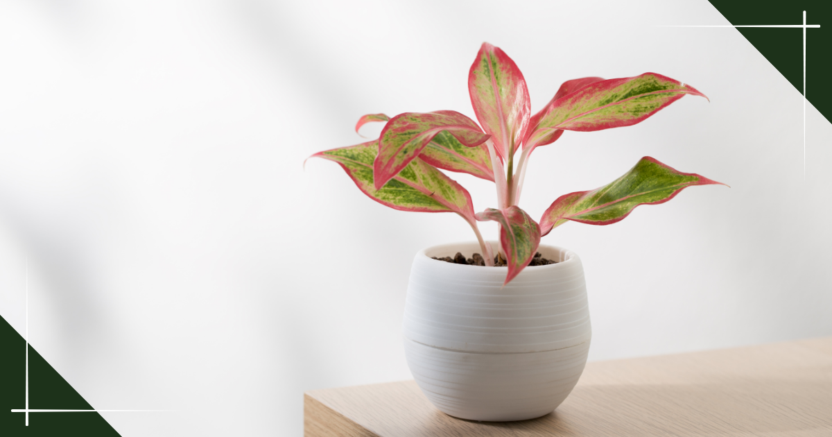 chinese evergreen in white pot on table