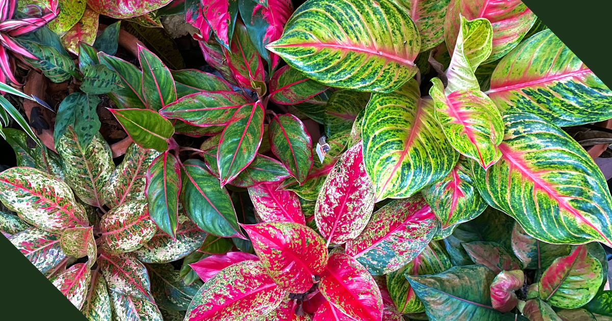 30 Stunning, Easy-Care Aglaonema Varieties to Grow!